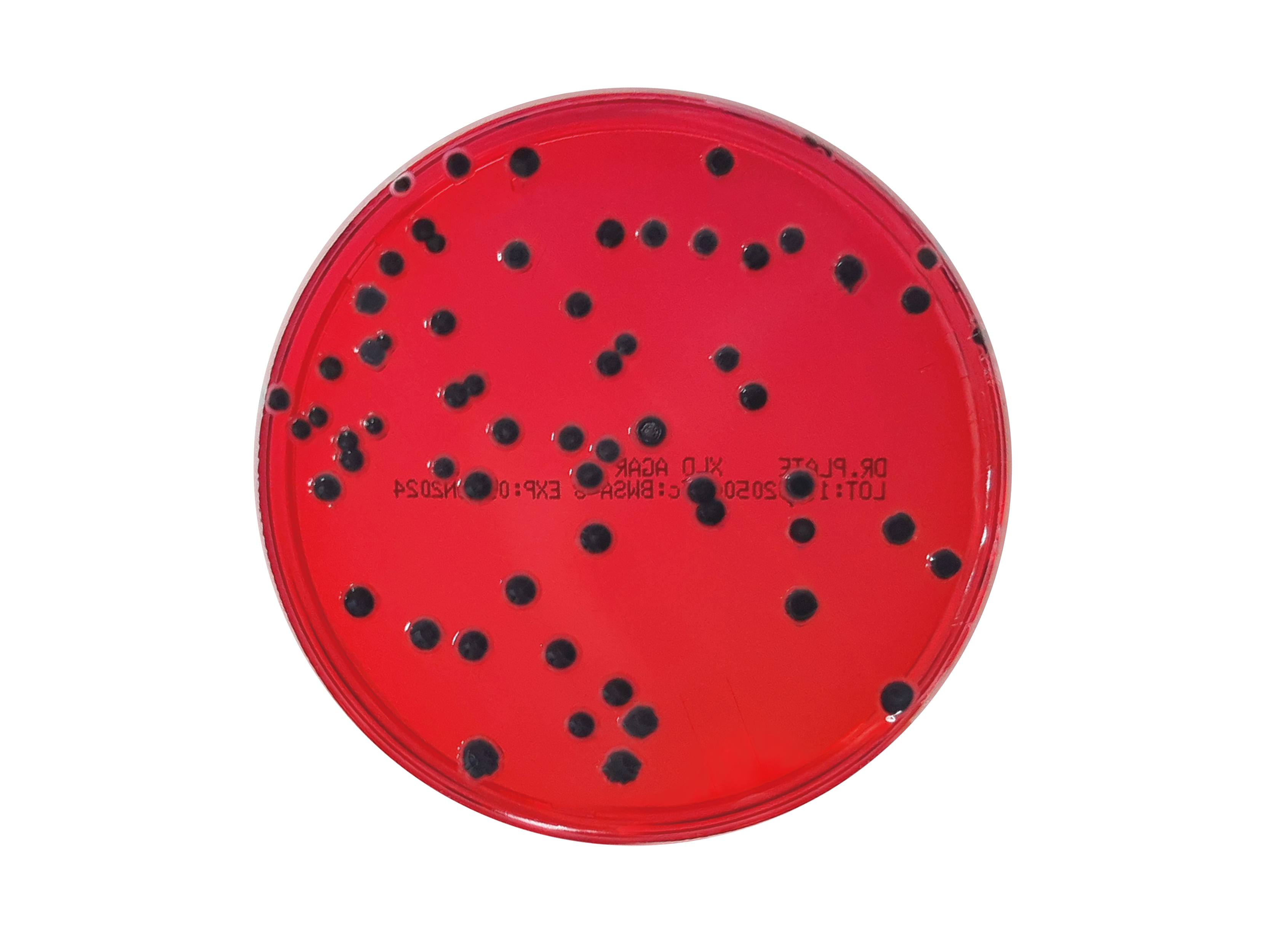 XLD Agar